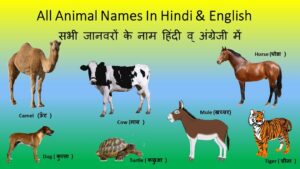 All Animals Name in Hindi -English -जानवरों के नाम - Digitalstudyhindi