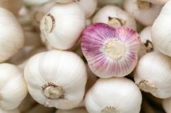 Garlic - लहसुन vegetable 