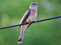bird Hawk-Cuckoo