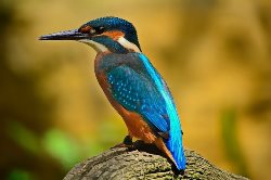 Kingfisher Bird Name