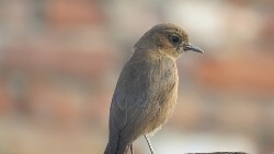 Nightingale Bird