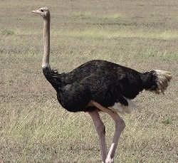 Ostrich Name