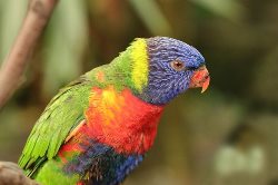 Birds Name parrot