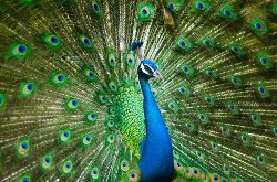 Peacock birds