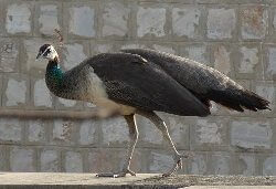 Peahen Bird
