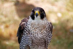 Peregrine Falcon name 