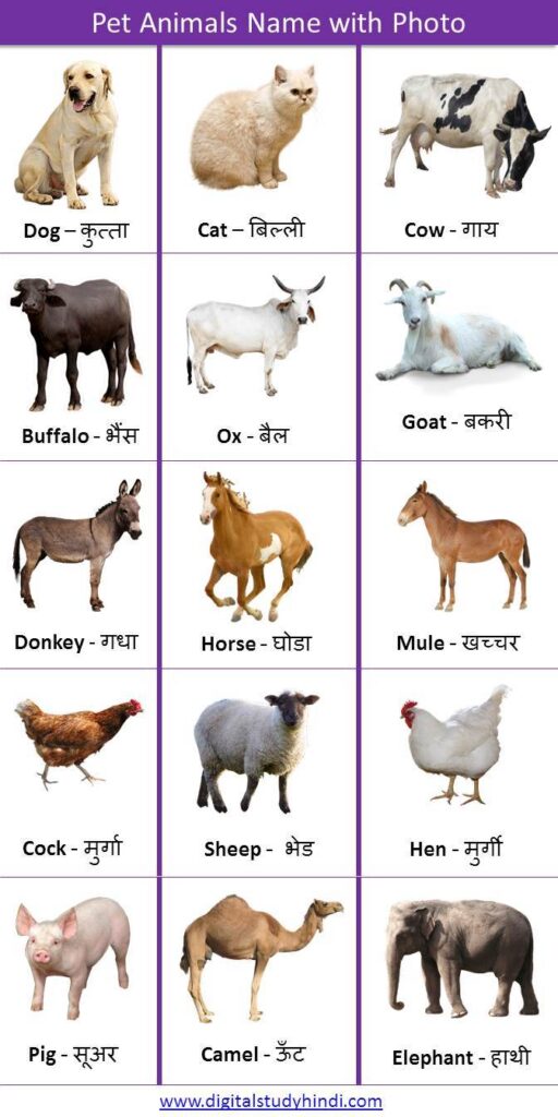 All Animals Name in Hindi -English -जानवरों के नाम - Digitalstudyhindi