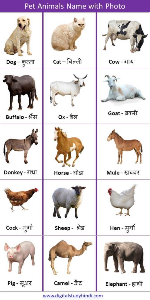 Top 199 20 Pet Animals Name In Hindi Inoticia