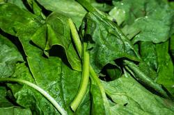 Spinach Vegetable