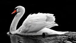 swan bird