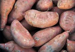 Sweet Potato in Hindi
