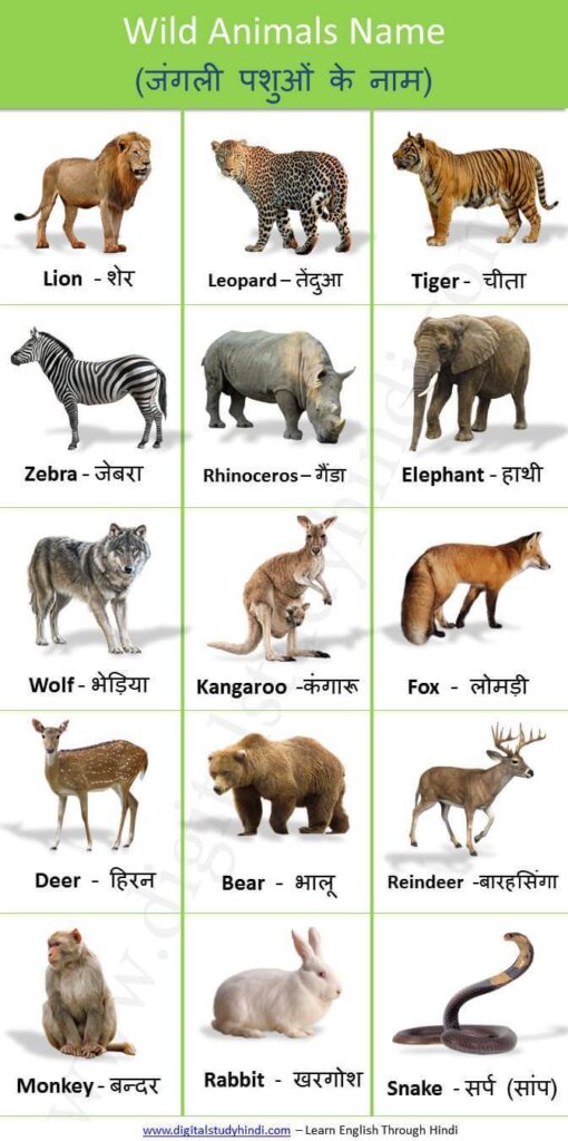 All Animals Name in Hindi -English -जानवरों के नाम - Digitalstudyhindi