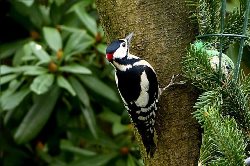 Woodpecker birds name