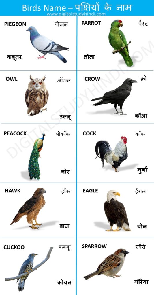 Birds Names In English And Hindi