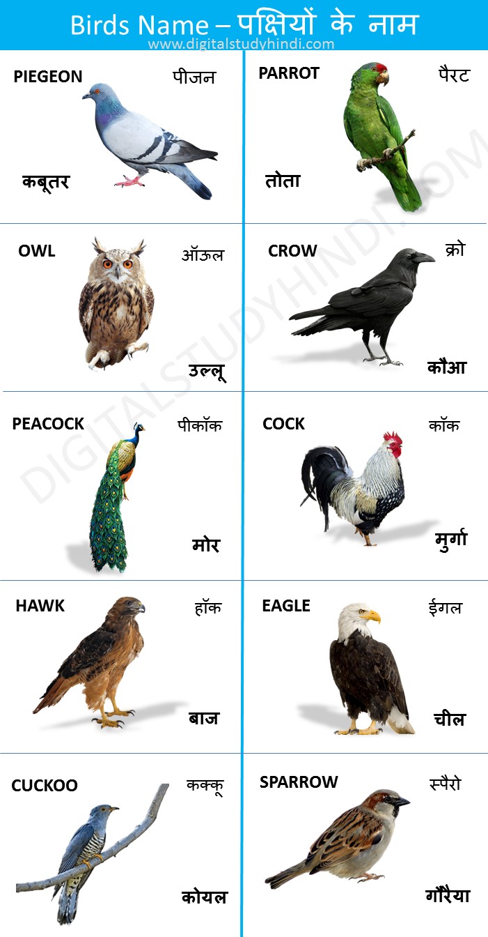 Birds Name in Hindi & English - पक्षियों के नाम हिंदी व अंग्रेजी में ...