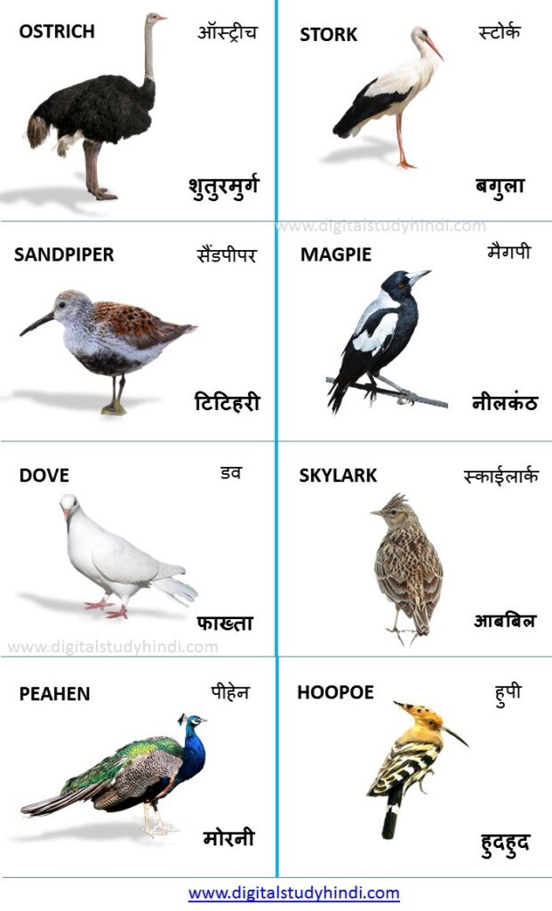 Birds Name in Hindi-English - पक्षियों के नाम - Digitalstudyhindi