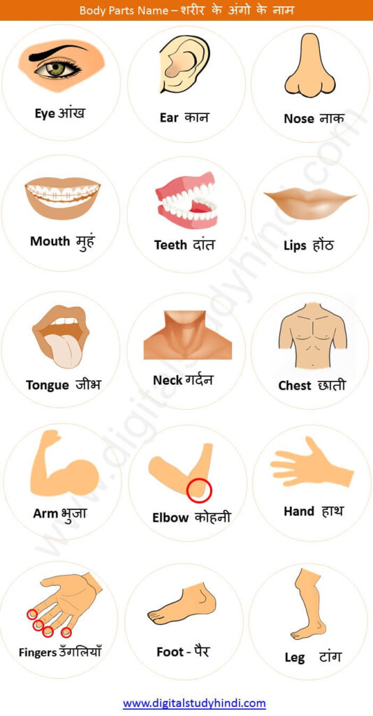Body Parts Name in Hindi - English | शरीर के अंगों के नाम