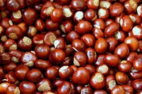 Chestnut meaning