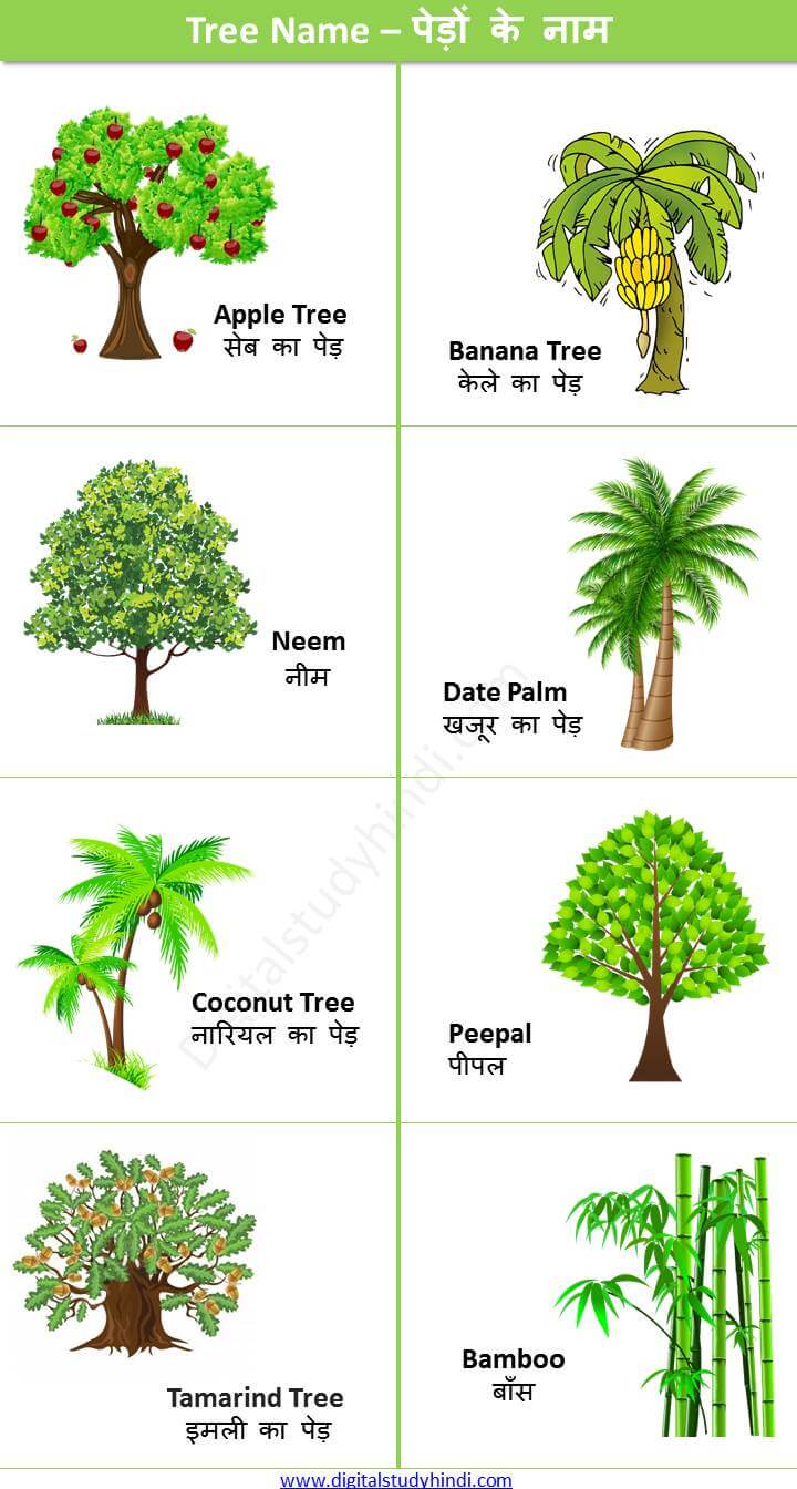 Tree Name in Hindi -पेड़ों के नाम हिंदी तथा इंग्लिश में Digitalstudyhindi