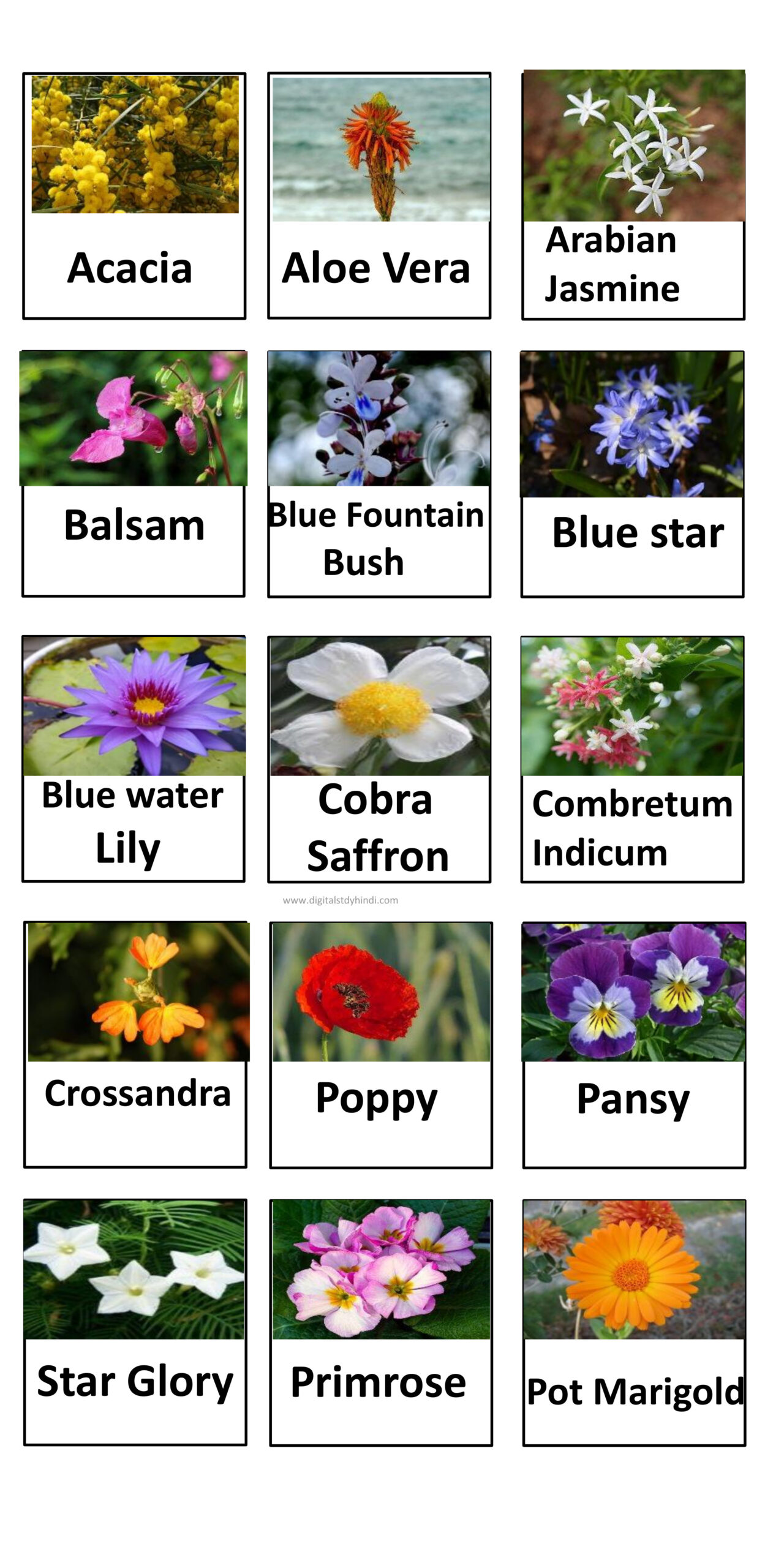 Flowers Name in English | 100+ flowers with photos - Digitalstudyhindi